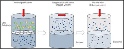 Progress in research on the role of exosomal miRNAs in the diagnosis and treatment of cardiovascular diseases